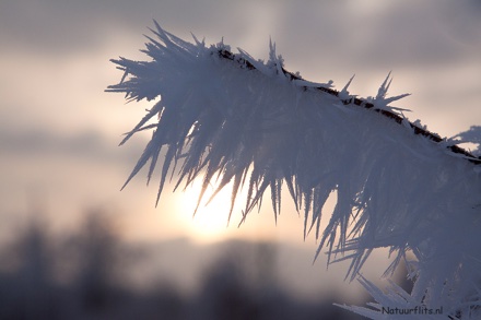 Aanvriezende mist (foto: onbekend)
