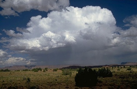 Cumulonimbus calvus praecipitatio. De neerslag bereikt hier het aardoppervlak. (foto: K. Holvoet)