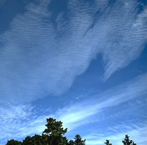 Cirrocumulus undulatus