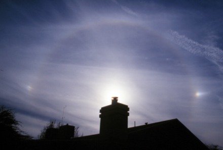 Cirrostratus nebulosus (foto: onbekend)